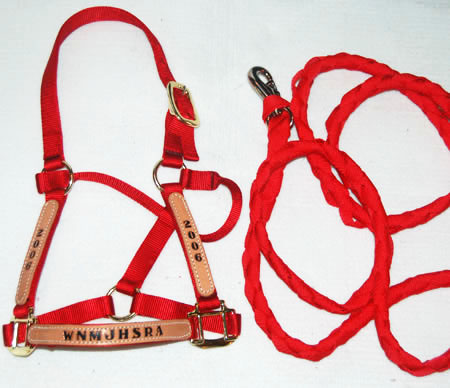 a BMB Halter with hand-tooled leather award plaques